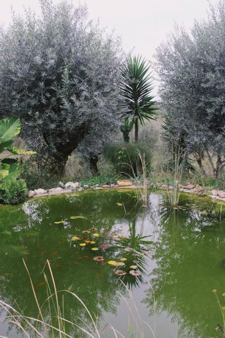 Casa Oliva - Casa Do Lago Porto de Mós Buitenkant foto
